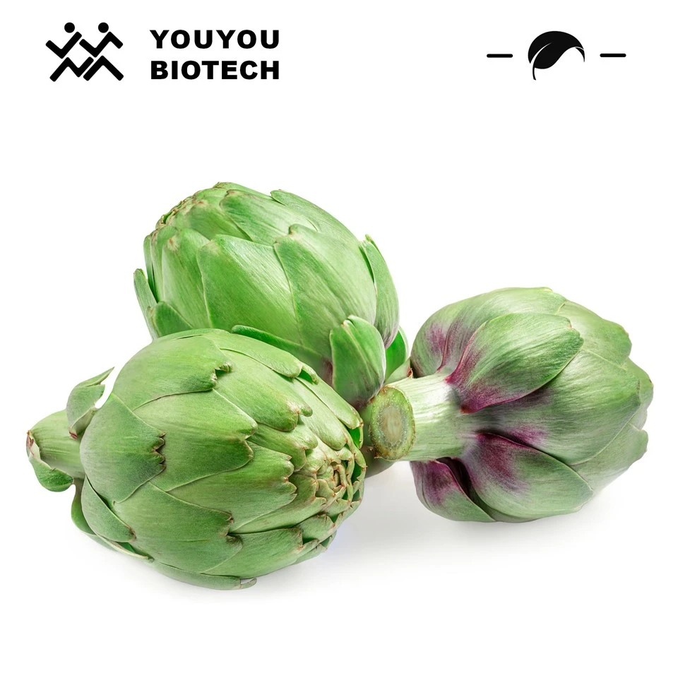 Ekstrak artichoke